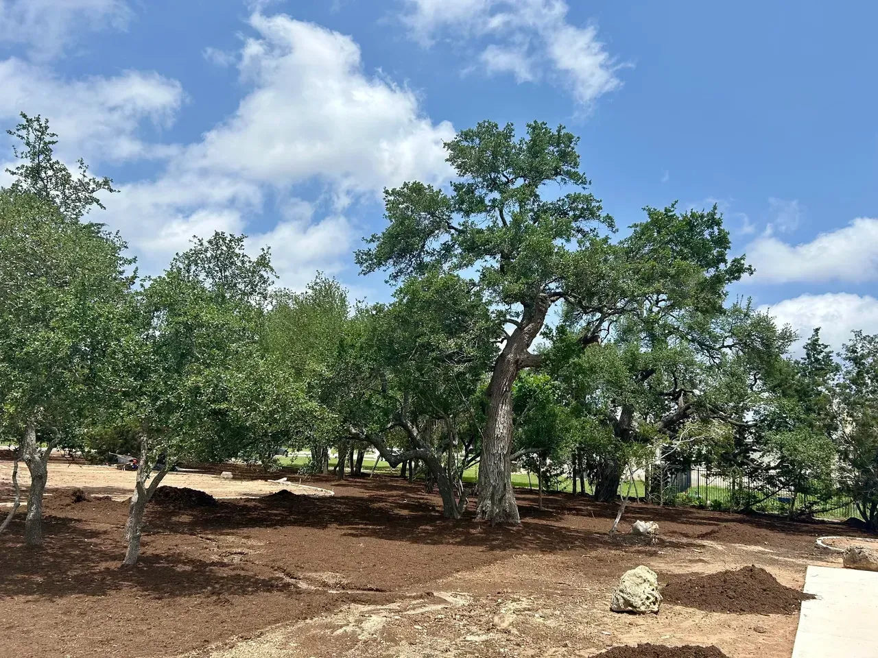 Trees in a brown mulched area, with a blue sky and clouds in the background.