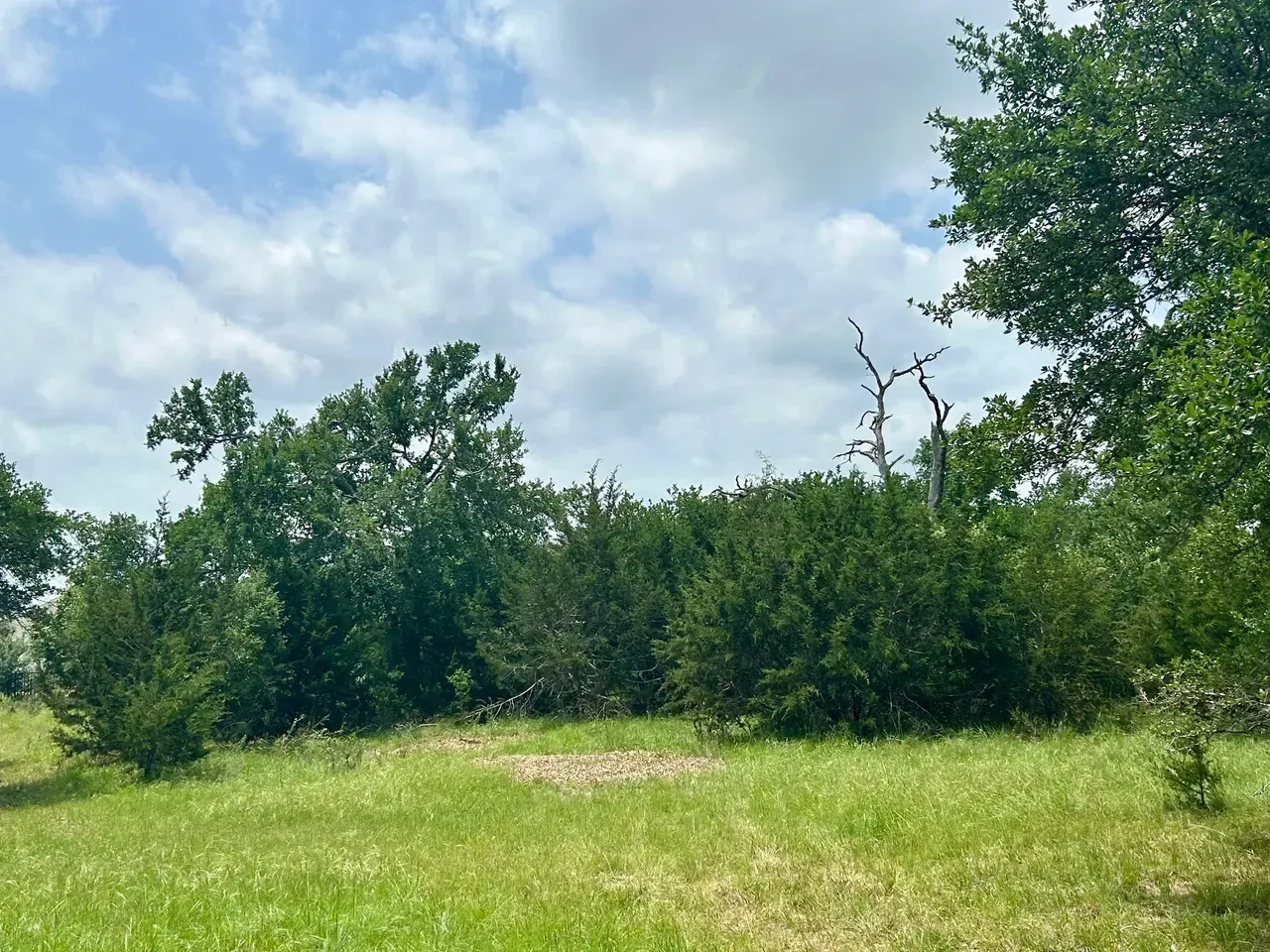 Grassy field with dense green bushes and trees under a cloudy sky.