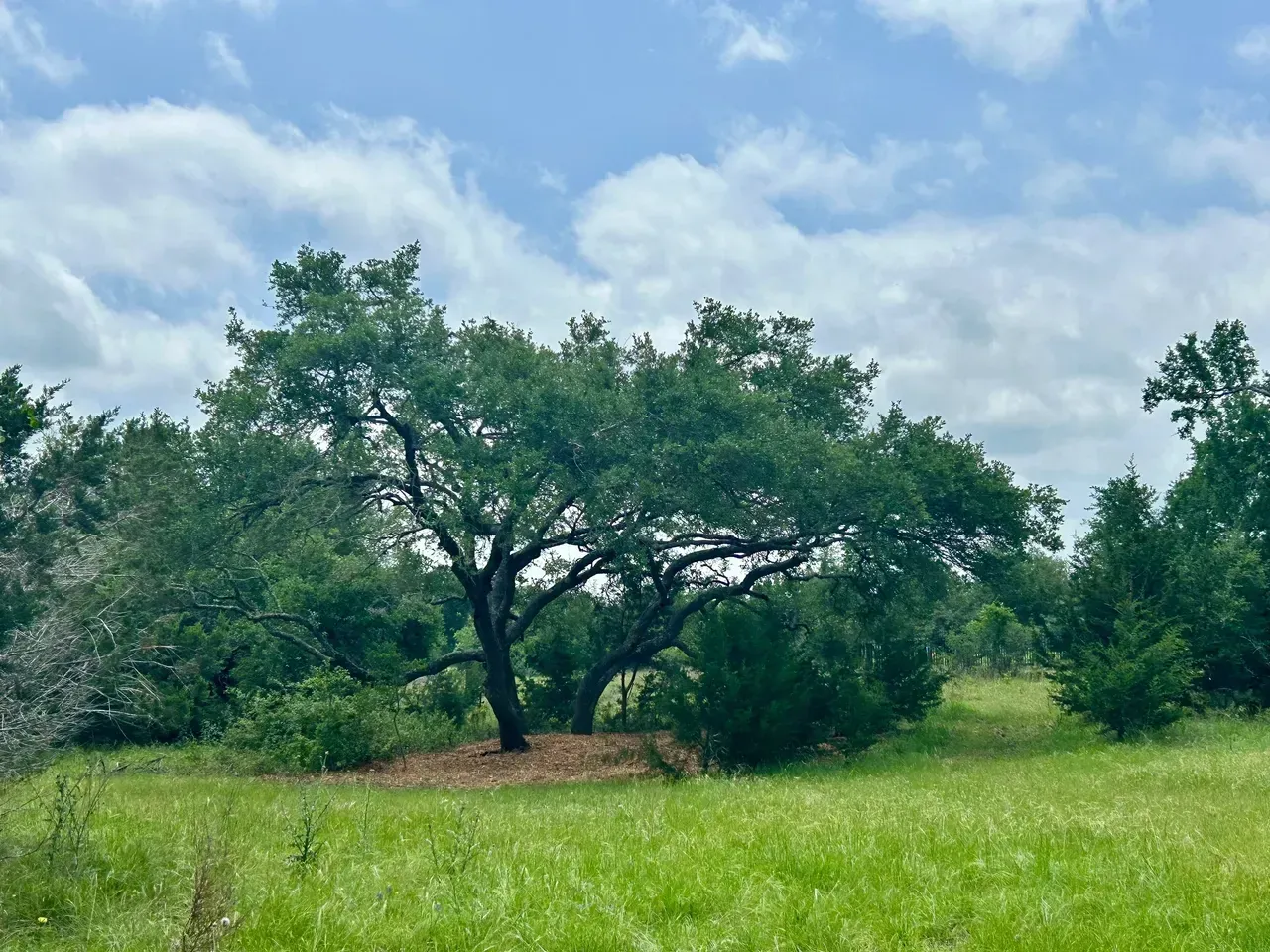 A large oak tree with lush green foliage in a grassy field under a cloudy sky.