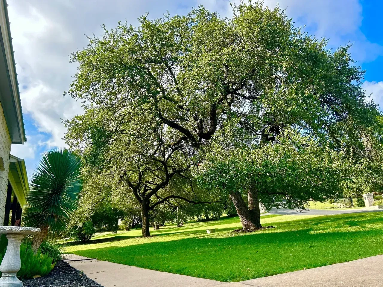 Lush green lawn with a large tree. White home facade on the left and bright blue sky.