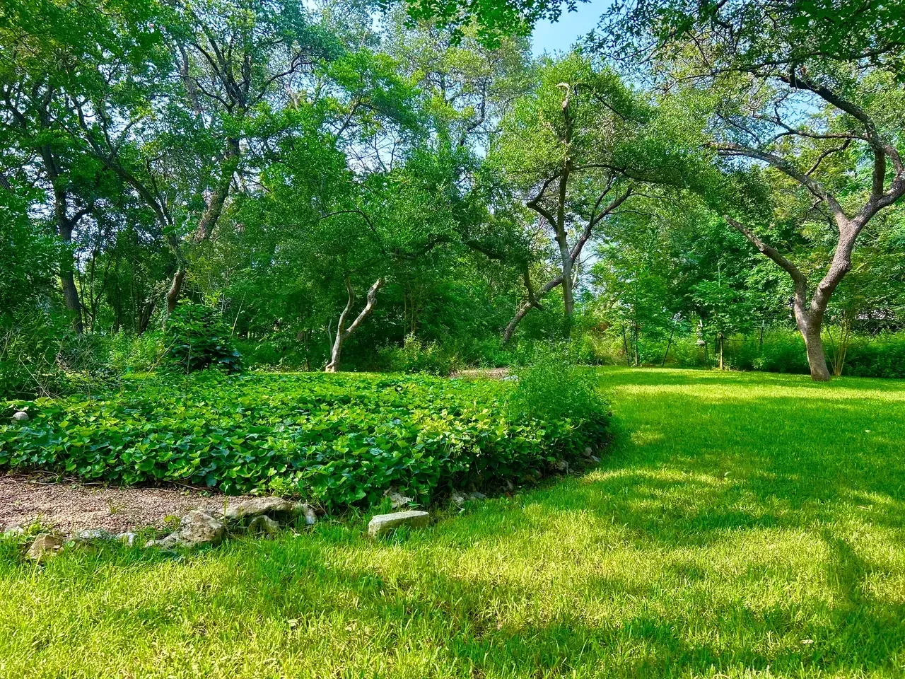 Lush green lawn with trees in background, sunny day.