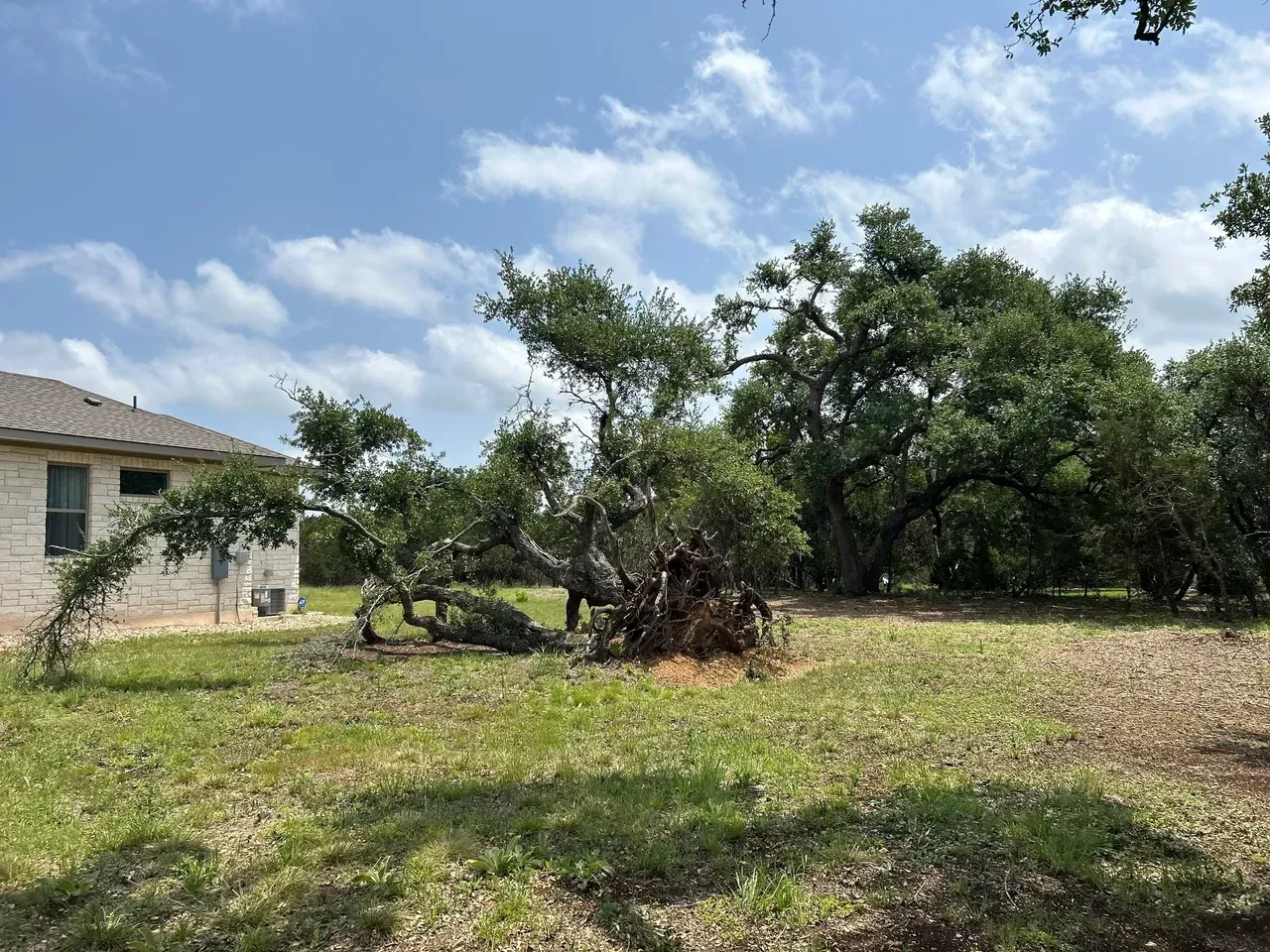 A large, gnarled tree in a grassy yard next to a house under a cloudy sky.