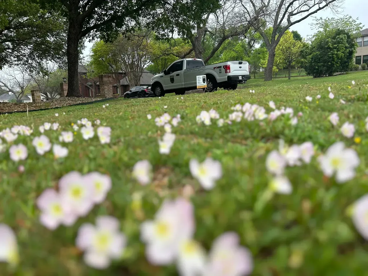 A white pickup truck parked on a grassy hill covered in small white and pink flowers.