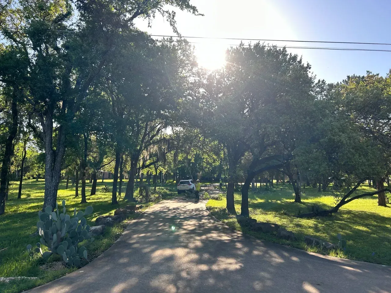 Sunlight streams through trees onto a paved road, a vehicle is visible in the distance.