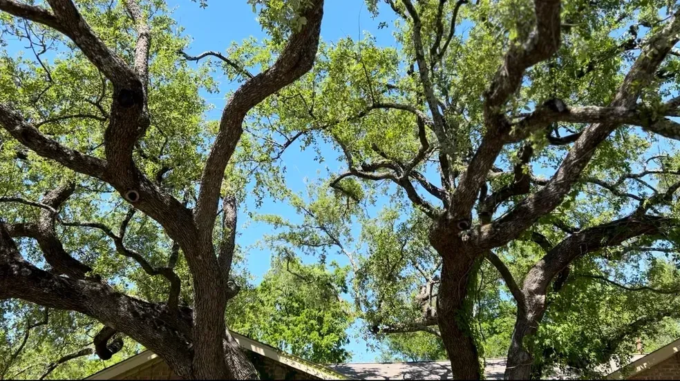 Tree branches with green leaves against a blue sky, partially obscuring a roof.