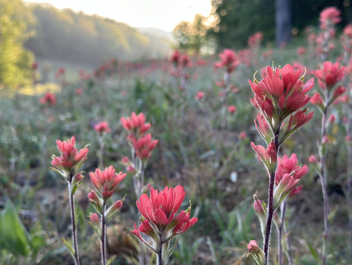 flowers in the field