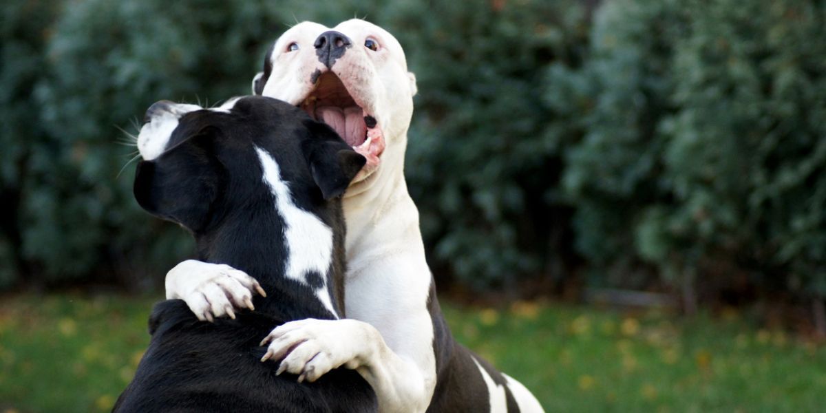 dog biting another dog