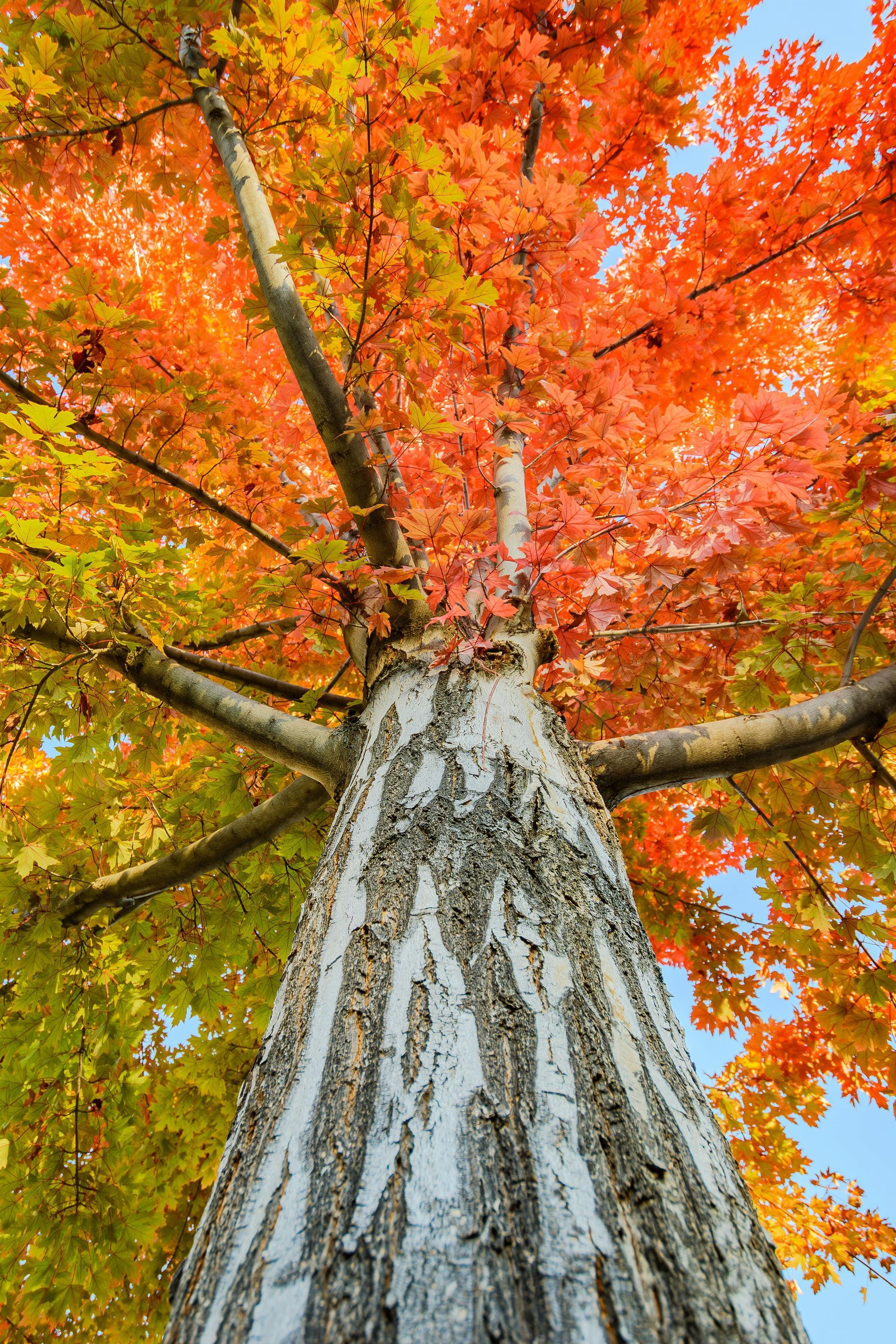 Tall tree with orange and green fall foliage, viewed from the ground looking up.