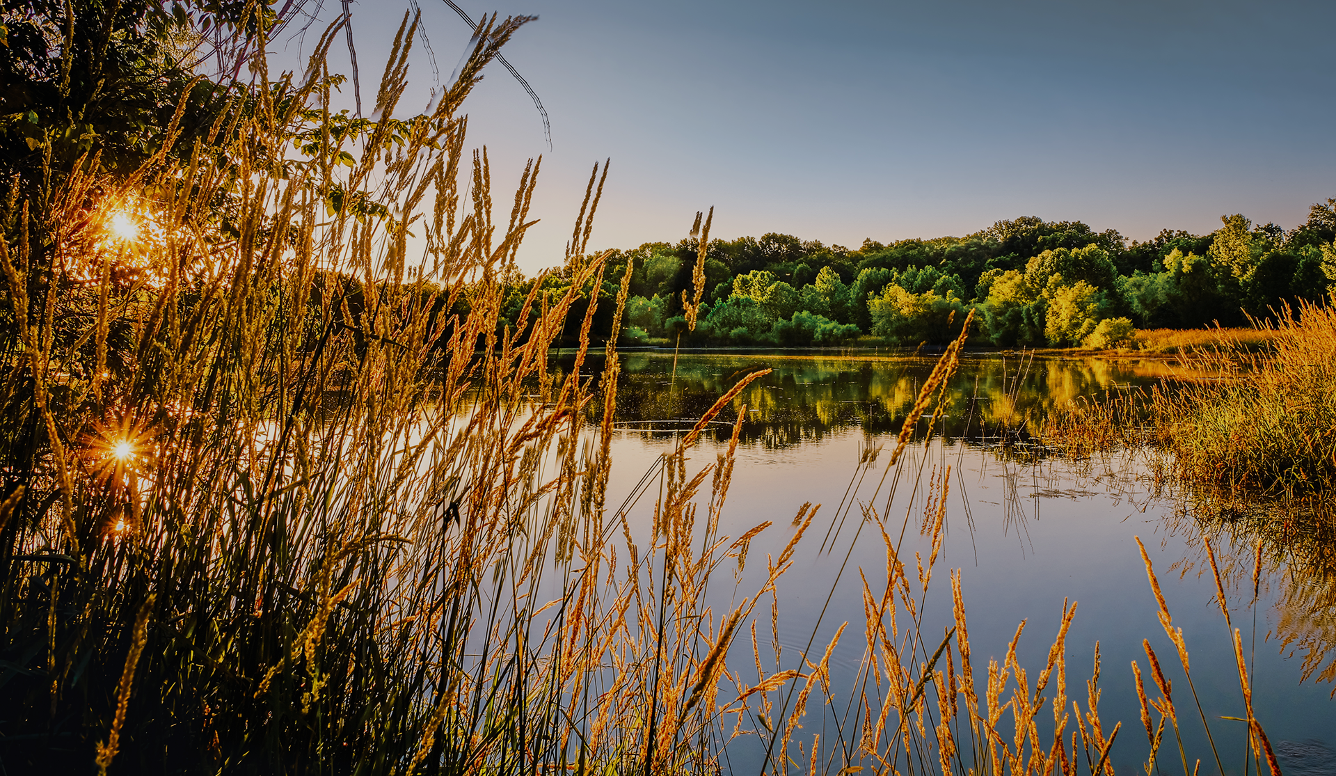 Golden sunlight filters through tall grasses by a calm, reflective lake surrounded by lush green trees at sunset.