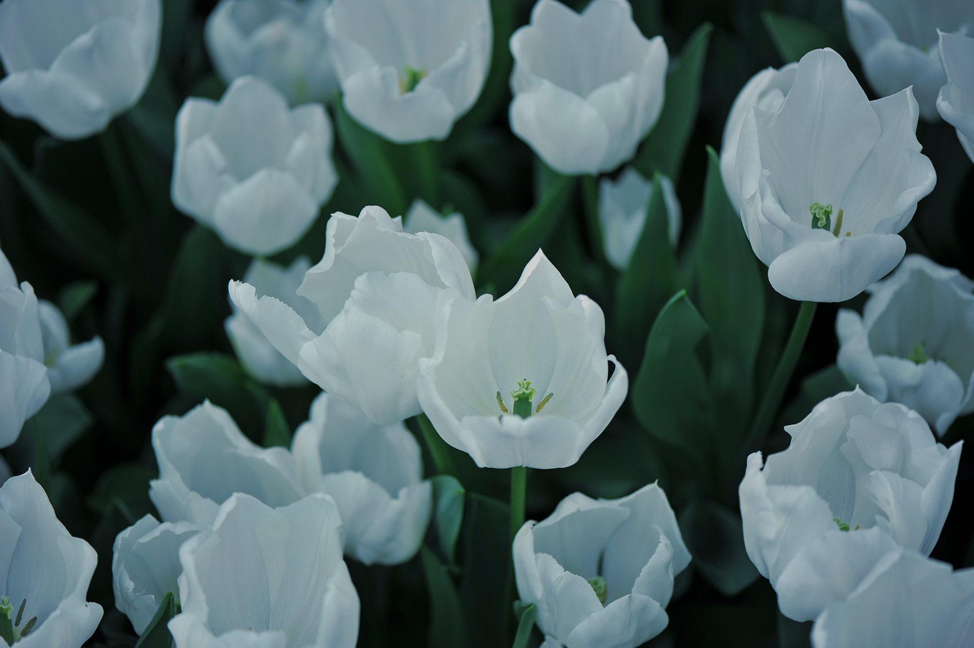 A cluster of white tulips with green stems and leaves, viewed from above.