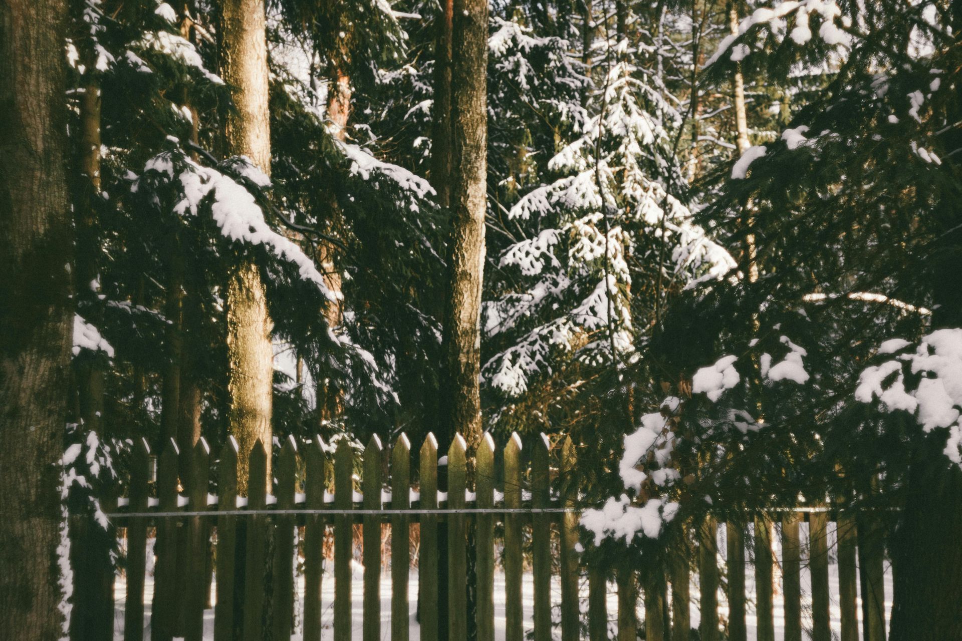 Snow-covered trees behind a wooden fence. Winter forest scene with sunlight filtering through.