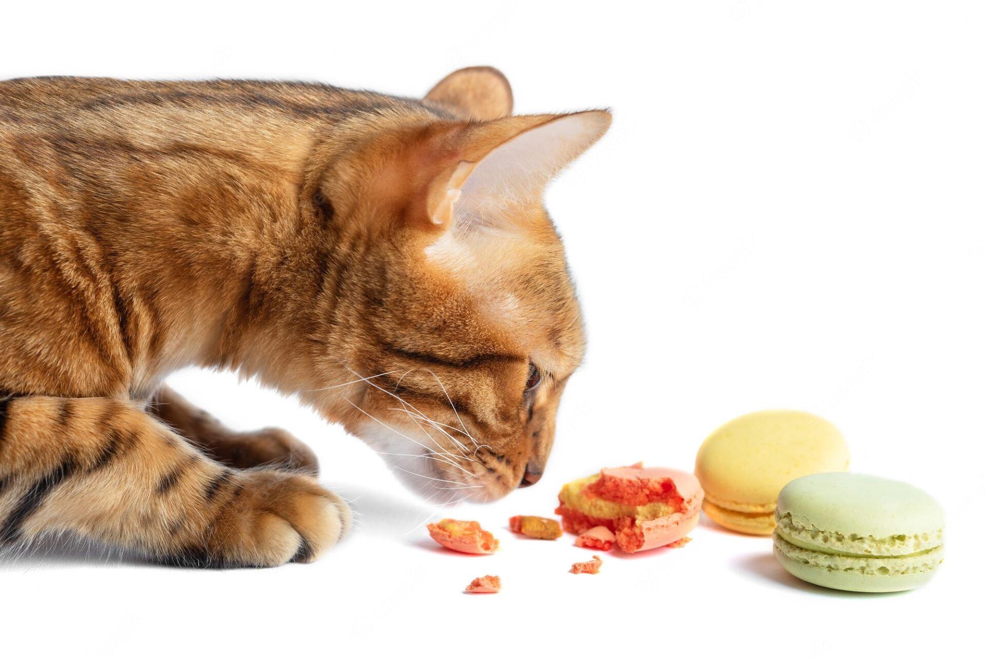 best cat treats for bengals