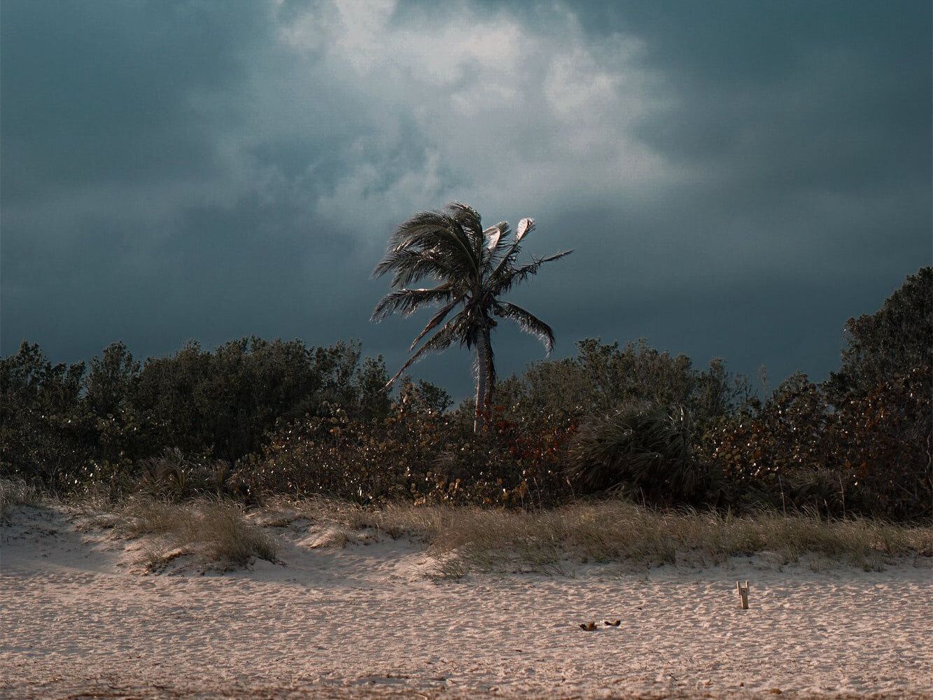 a palm tree is blowing in the wind on a beach with a dark stormy sky in the background.