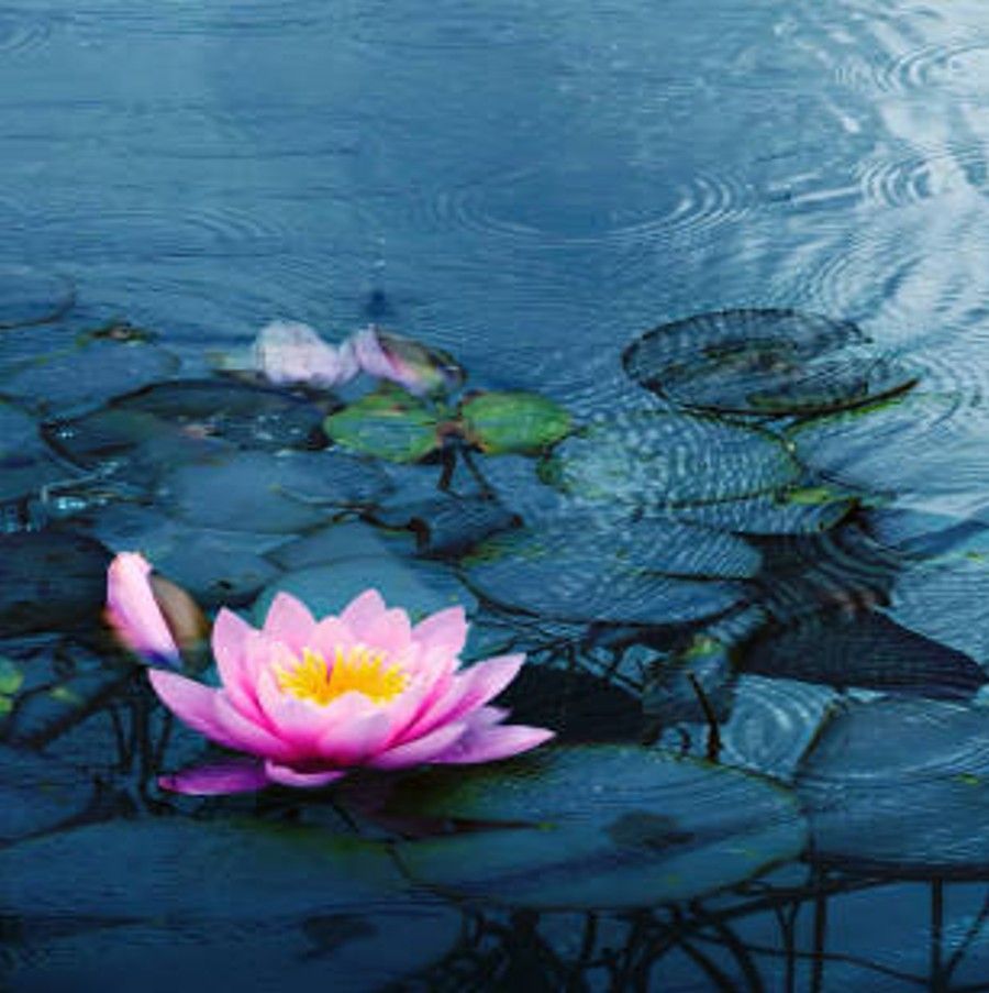 water lilly