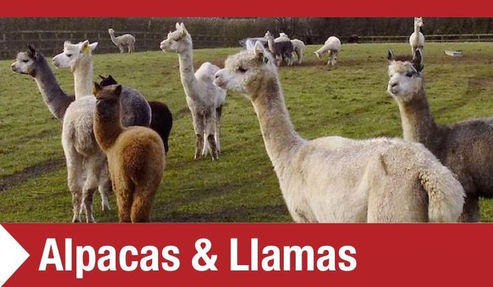 Alpaca and Llama Pens MW Engineering & Fabrication Ltd