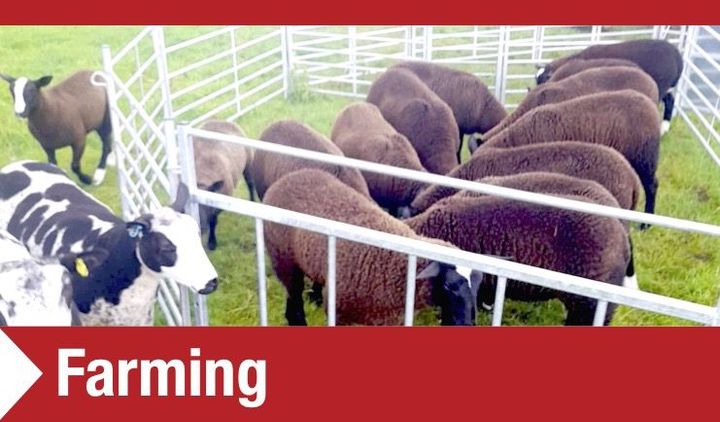 Farming Sheep and Cattle Pens, Gates and Feeders MW Engineering & Fabrication Ltd