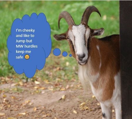 A goat on a goat farm in the UK