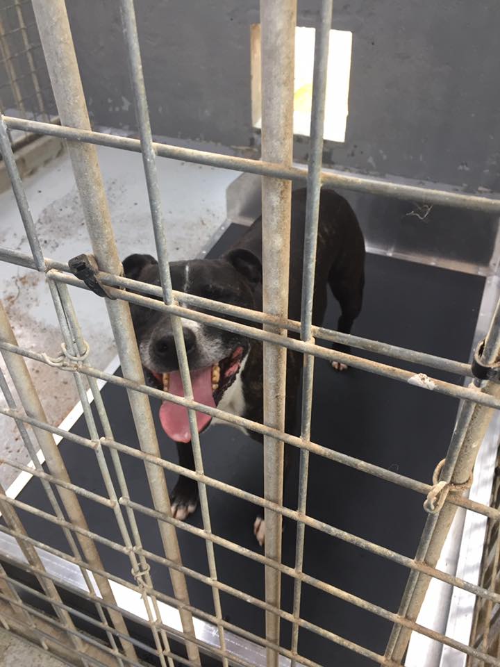 Kennel Beds fabricated by MW Engineering & Fabrication Kirkcudbright Dumfries & Galloway Scotland