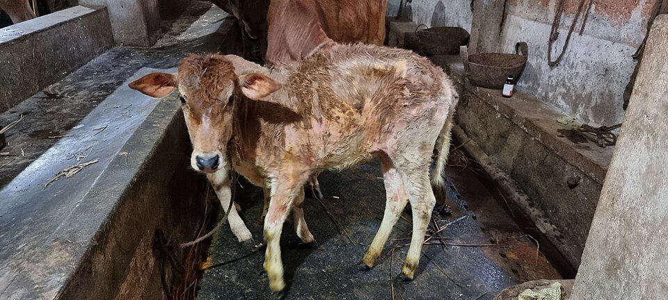A young calf suffering from lumpy skin disease