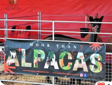 Alpaca Pens for Moor Than Alpacas