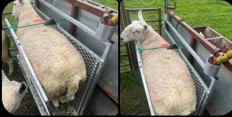 Sheep gripper The MW Engineering sheep gripper