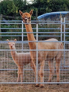 Alpaca corner pens with mother and cria