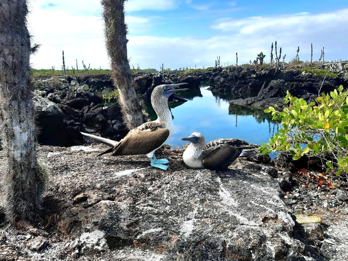 Dos pájaros están sentados en una roca cerca de un cuerpo de agua.