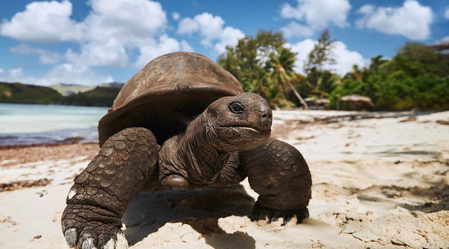Una gran tortuga camina por una playa de arena.