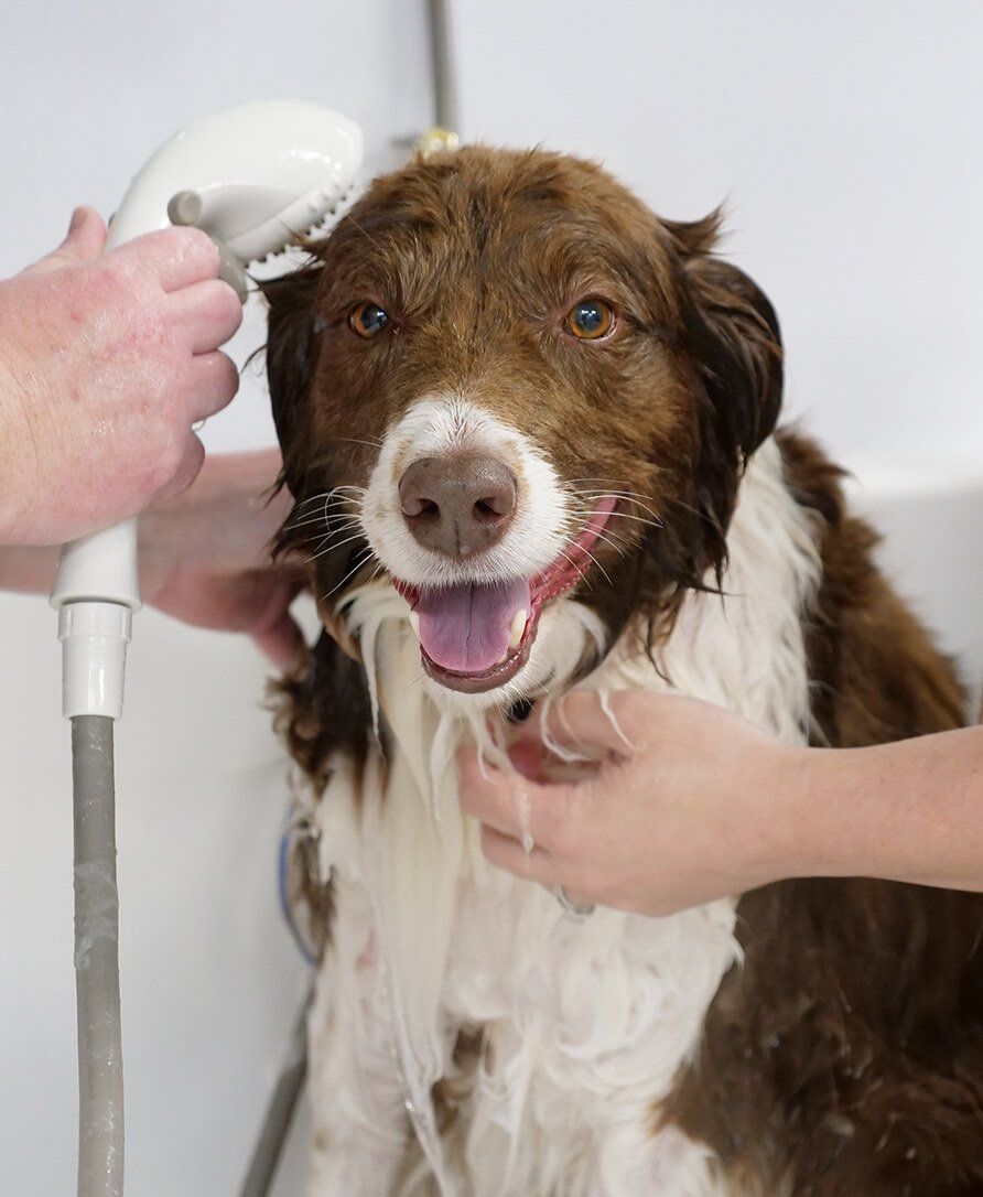 All Access Doggy Daycare Dog Grooming, SelfWash, and Daycare