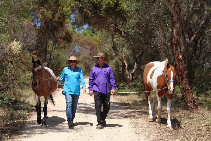 Richard training a horse in long reins