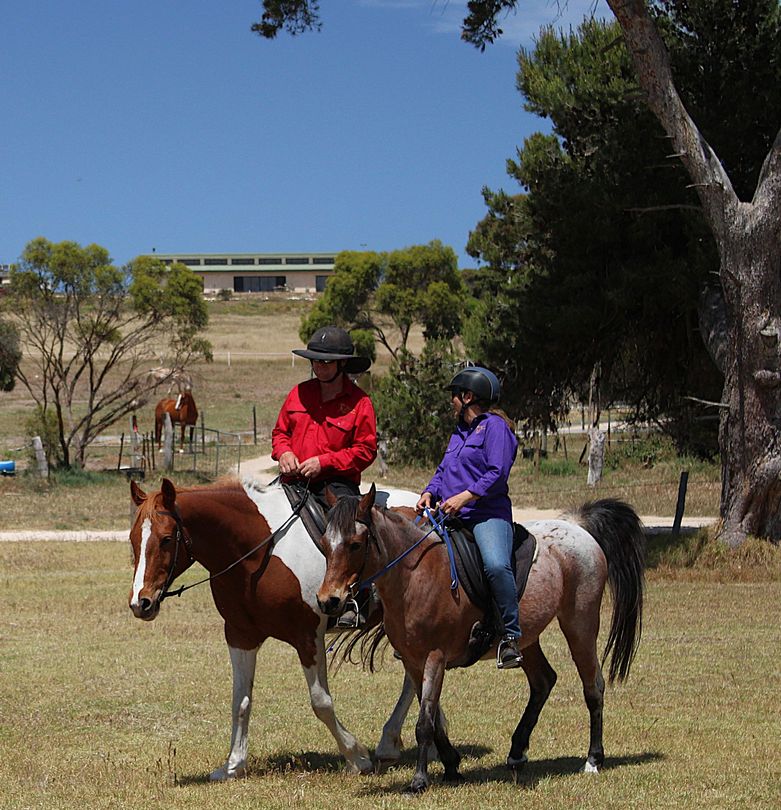 Richard teaching a person carriage driving with a horse