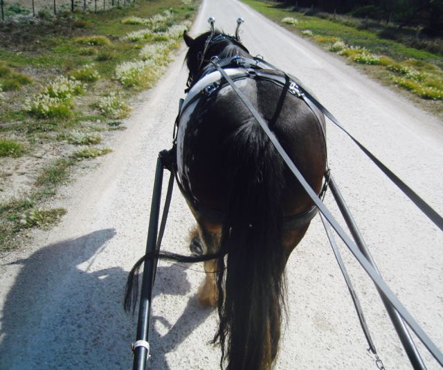 Richard training a horse in harness