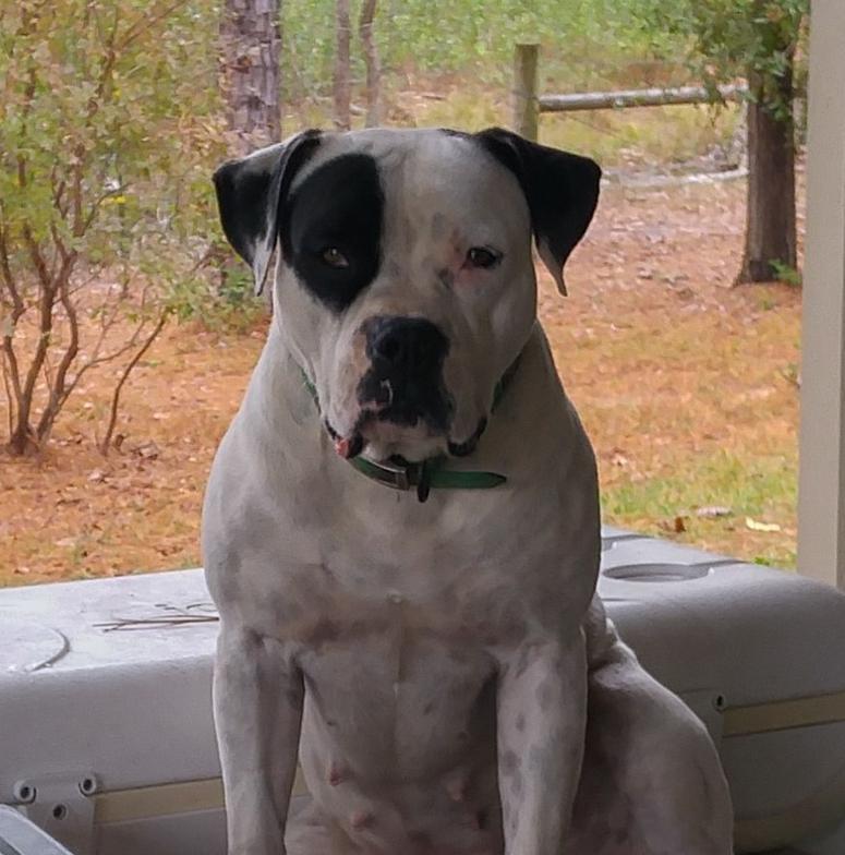 Adult American Bulldog — Tallahassee, FL — Think About It Farms