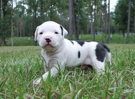 One American Bulldog Puppy — Tallahassee, FL — Think About It Farms