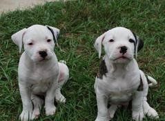 Two American Bulldog Puppies — Tallahassee, FL — Think About It Farms