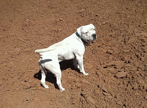 One American Bulldog — Tallahassee, FL — Think About It Farms