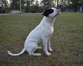 Young American Bulldog — Tallahassee, FL — Think About It Farms