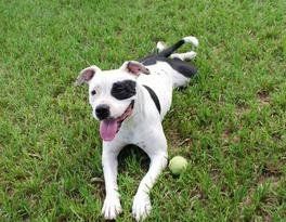 American Bulldog — Tallahassee, FL — Think About It Farms