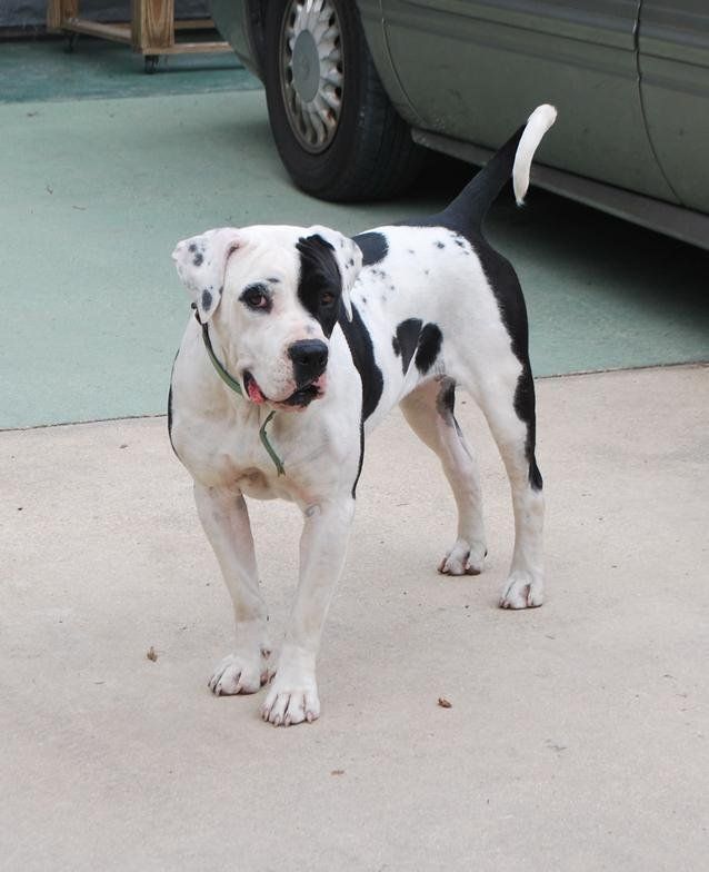 Raven American Bulldog — Tallahassee, FL — Think About It Farms