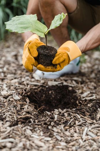 A person is holding a small plant in their hands.