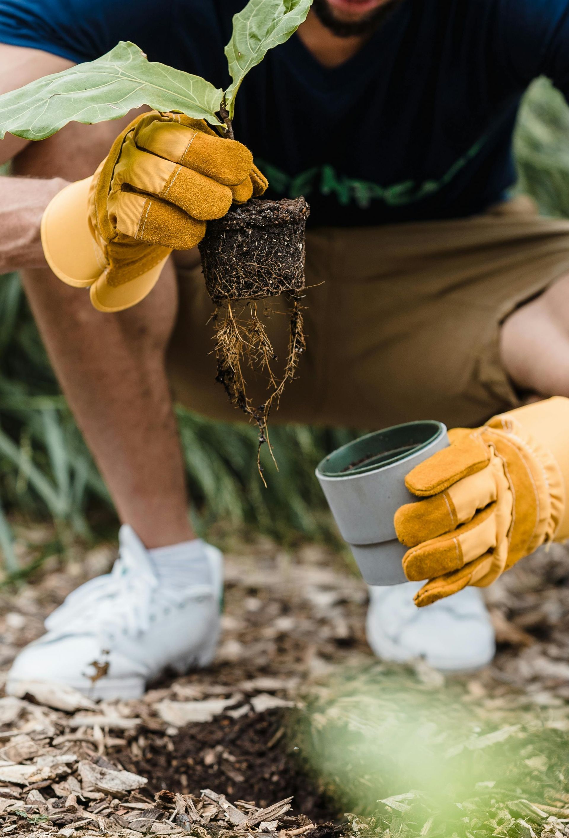 A man wearing gloves is planting a plant in a cup.