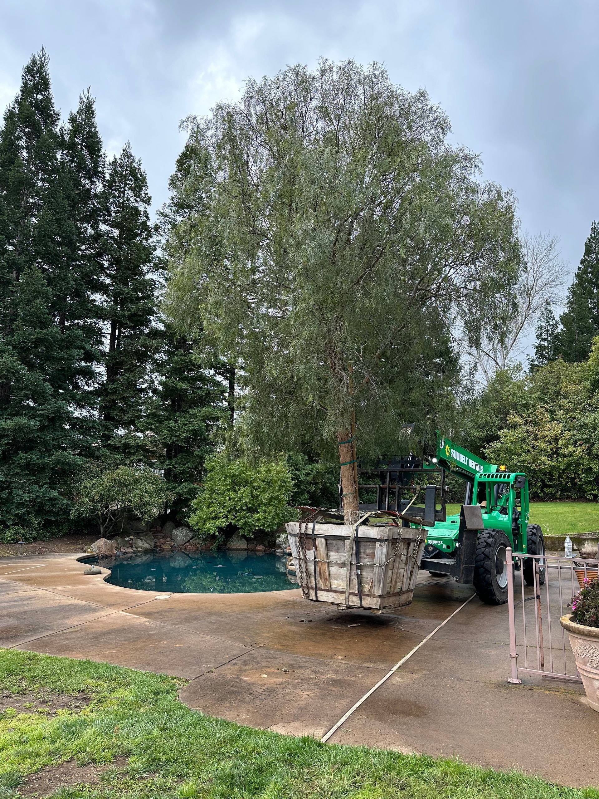 A green truck is carrying a large tree next to a pool.
