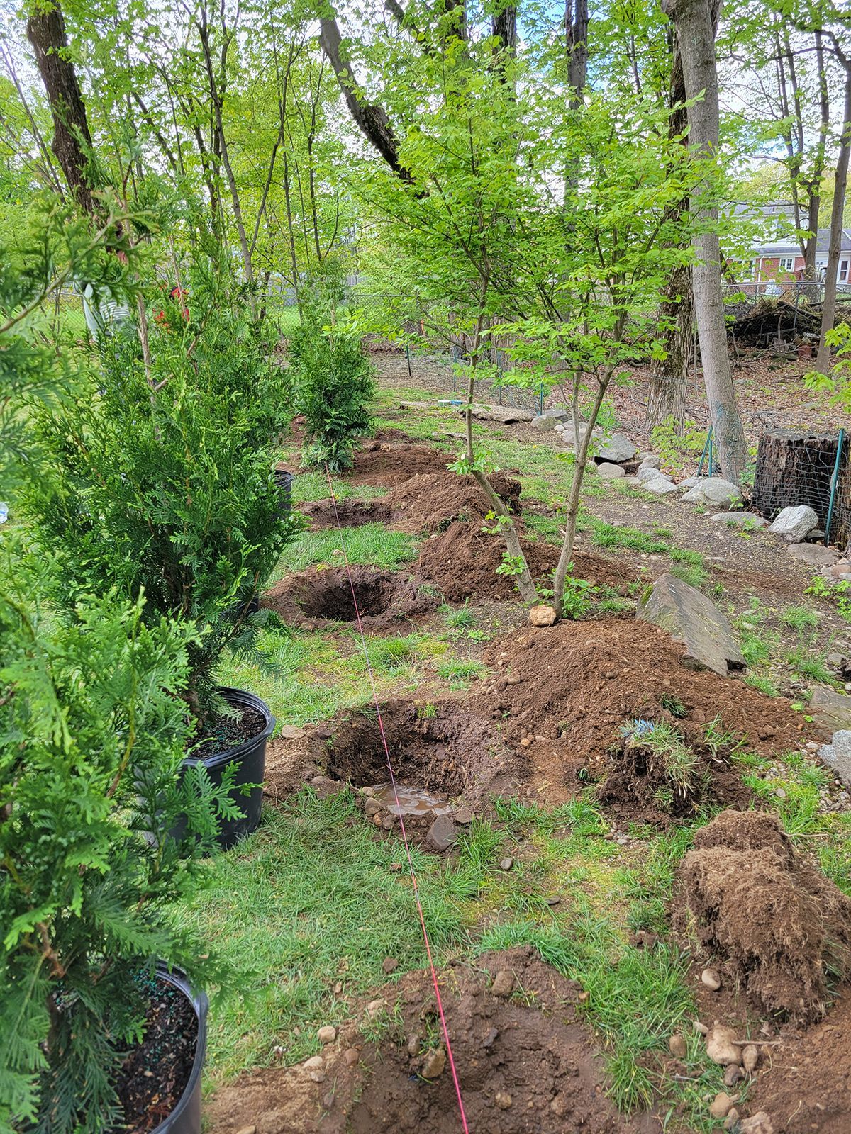 Arborvitae Trees planted by Farmer Clark's