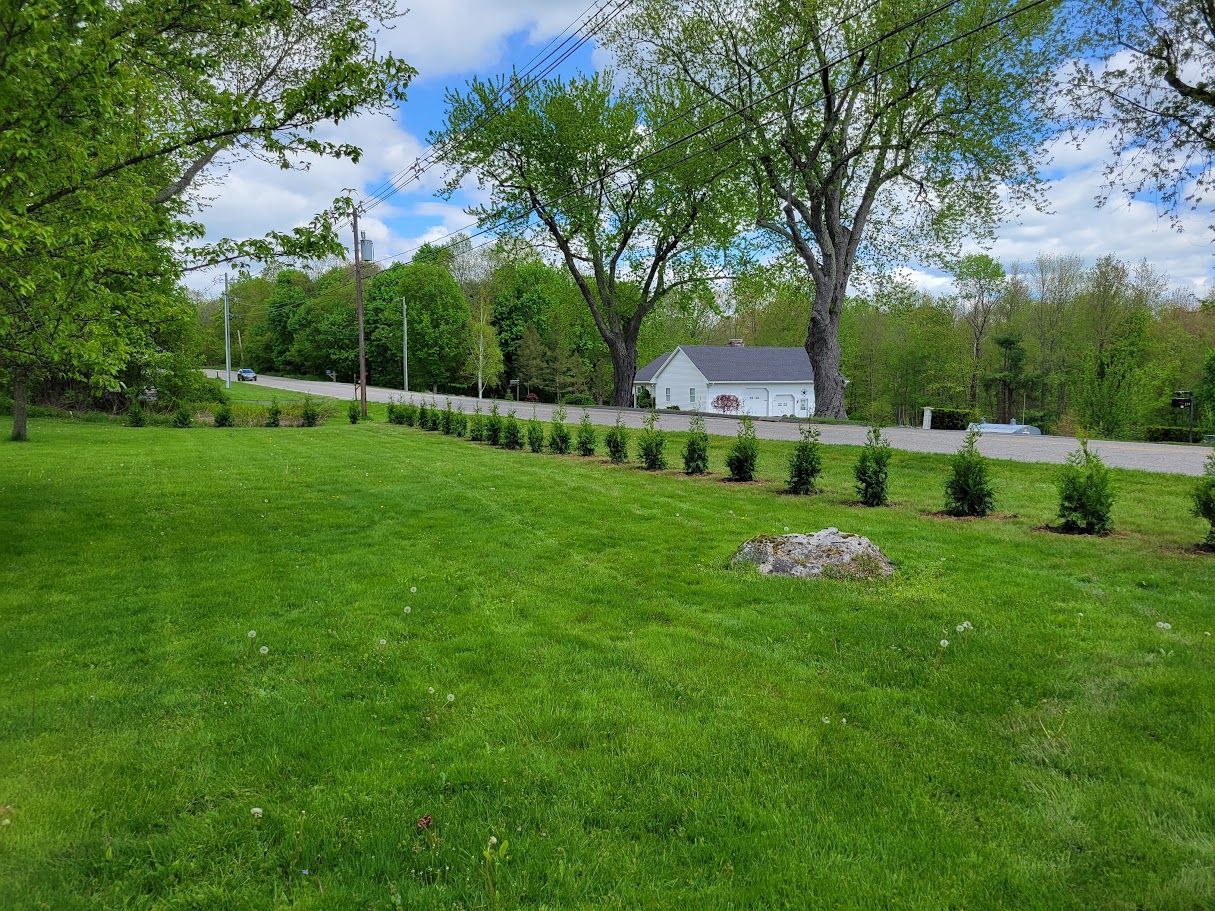 Arborvitae Trees planted by Farmer Clark's in Hampden