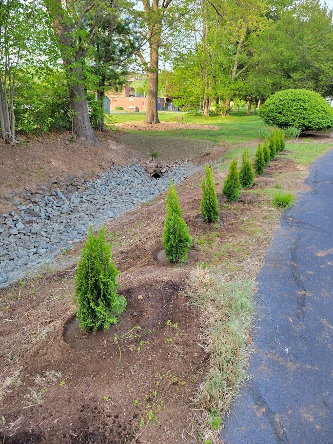 Emerald Green Arborvitaes 