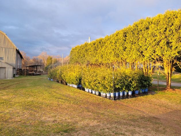 Farmer Clark’s, specializing in arborvitae trees Hampden, MA