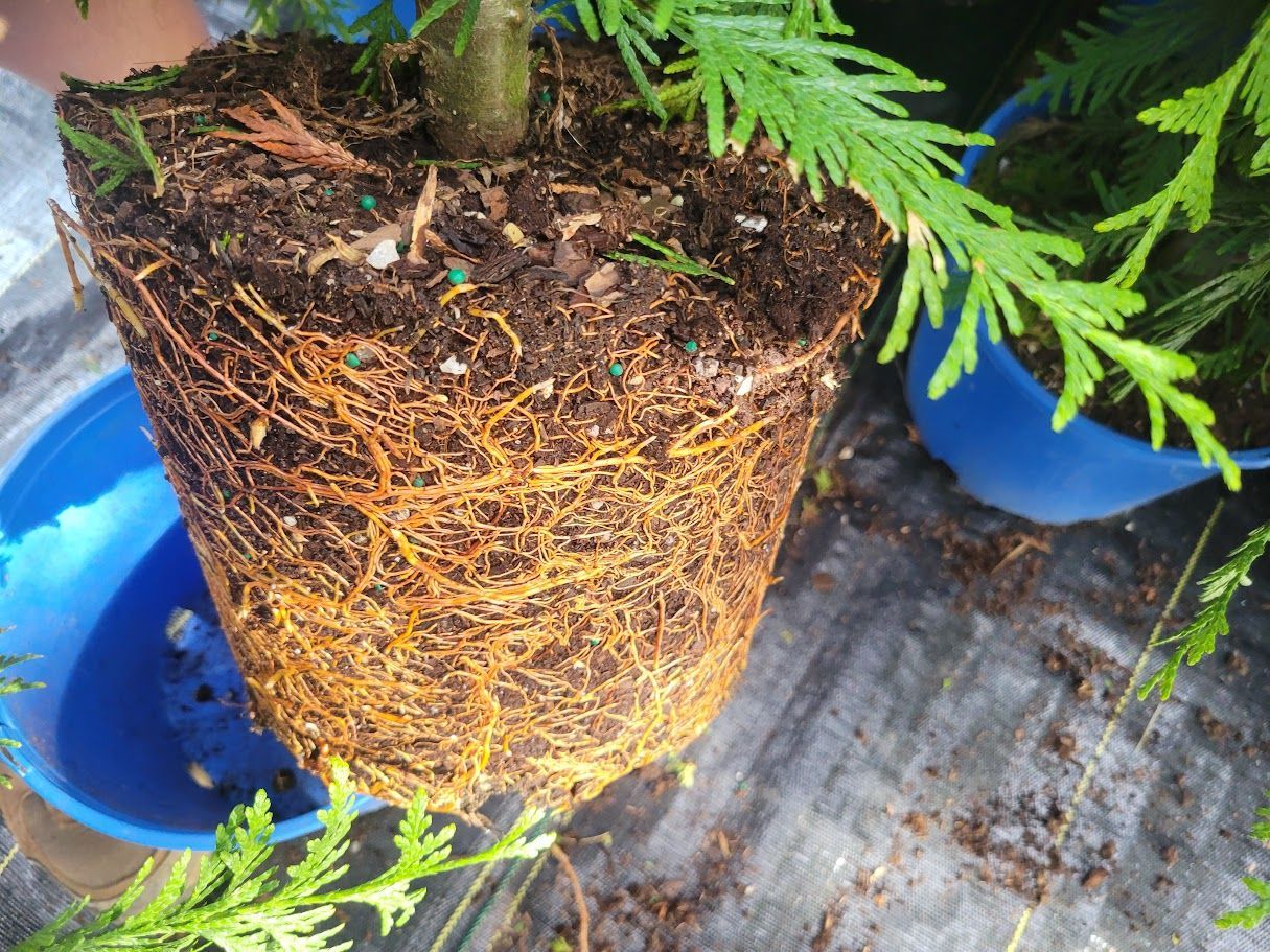 Arborvitae Trees planted by Farmer Clark's