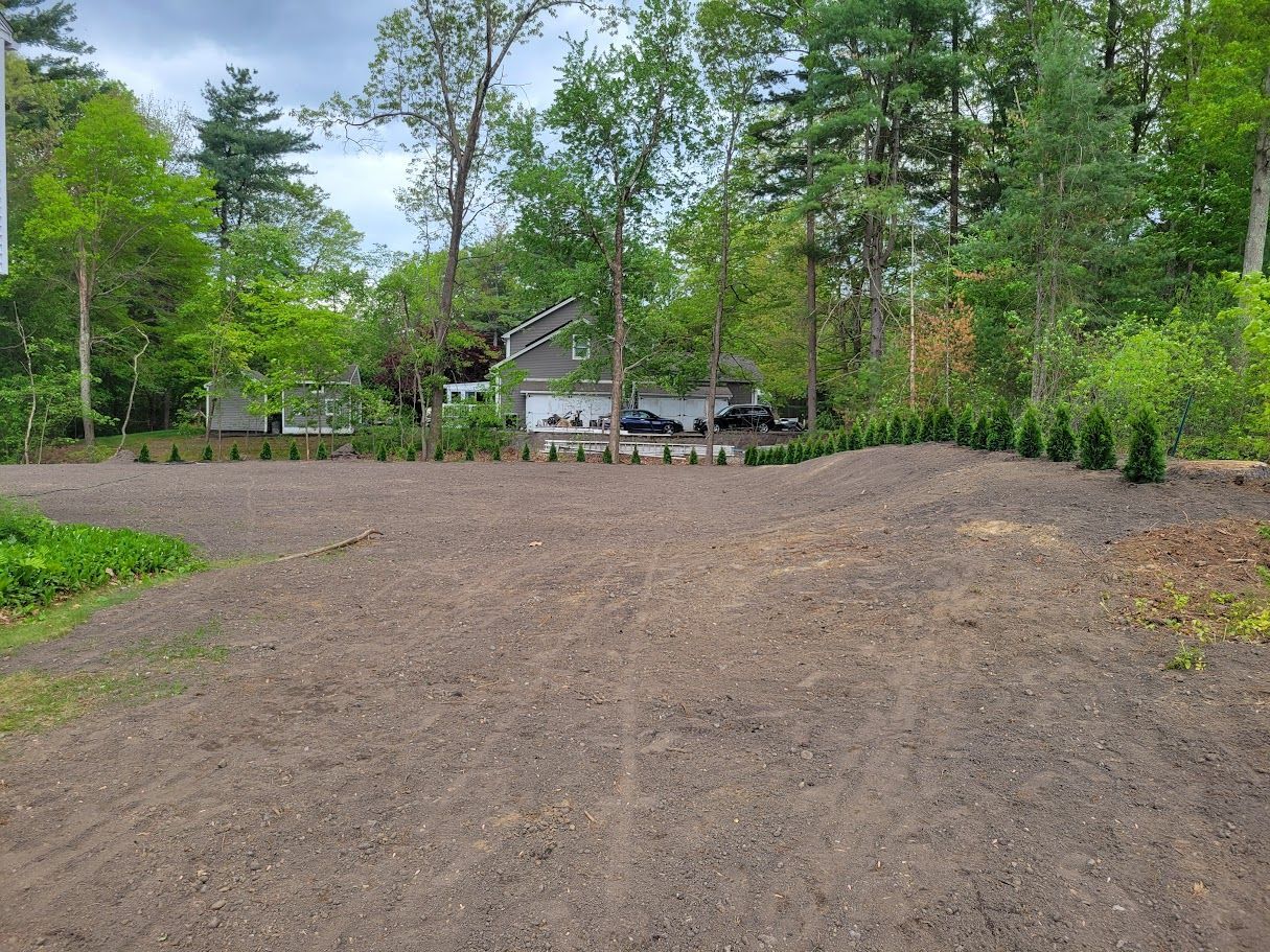 Arborvitae Trees planted by Farmer Clark's