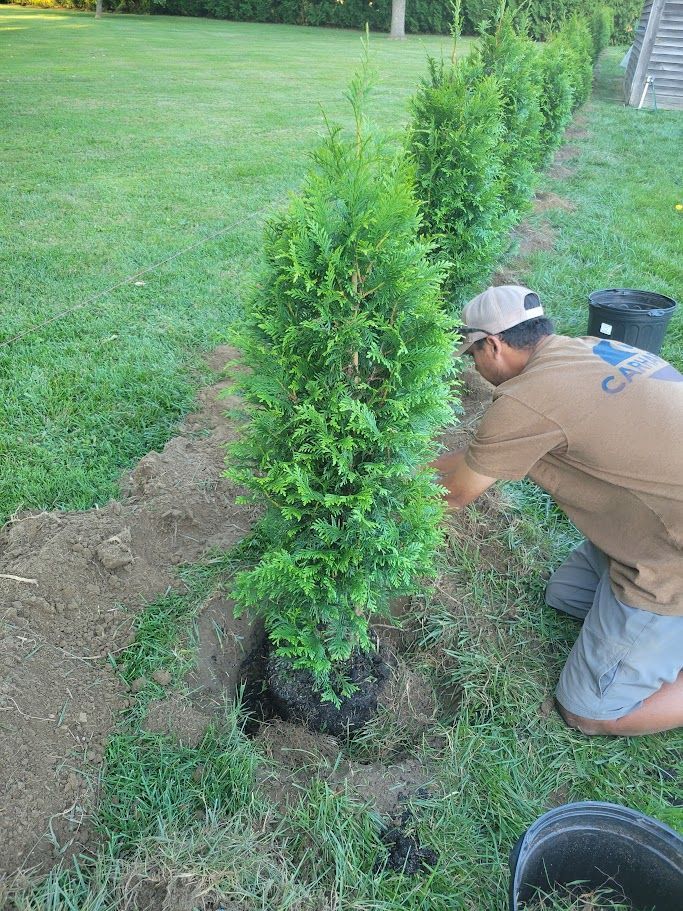 Arborvitae Trees planted by Farmer Clark's