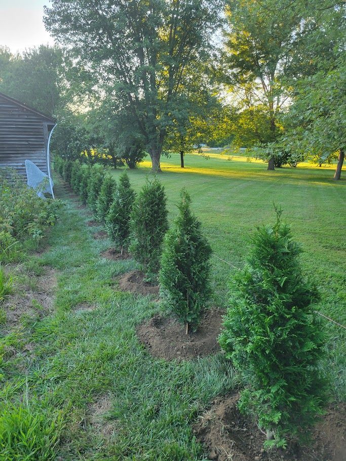 Arborvitae Trees planted by Farmer Clark's
